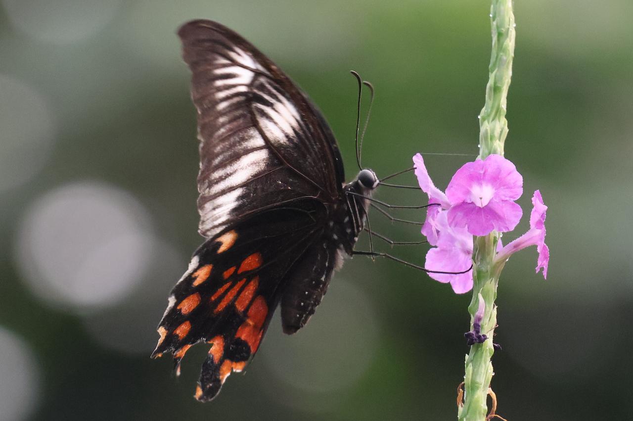 Butterfly 2