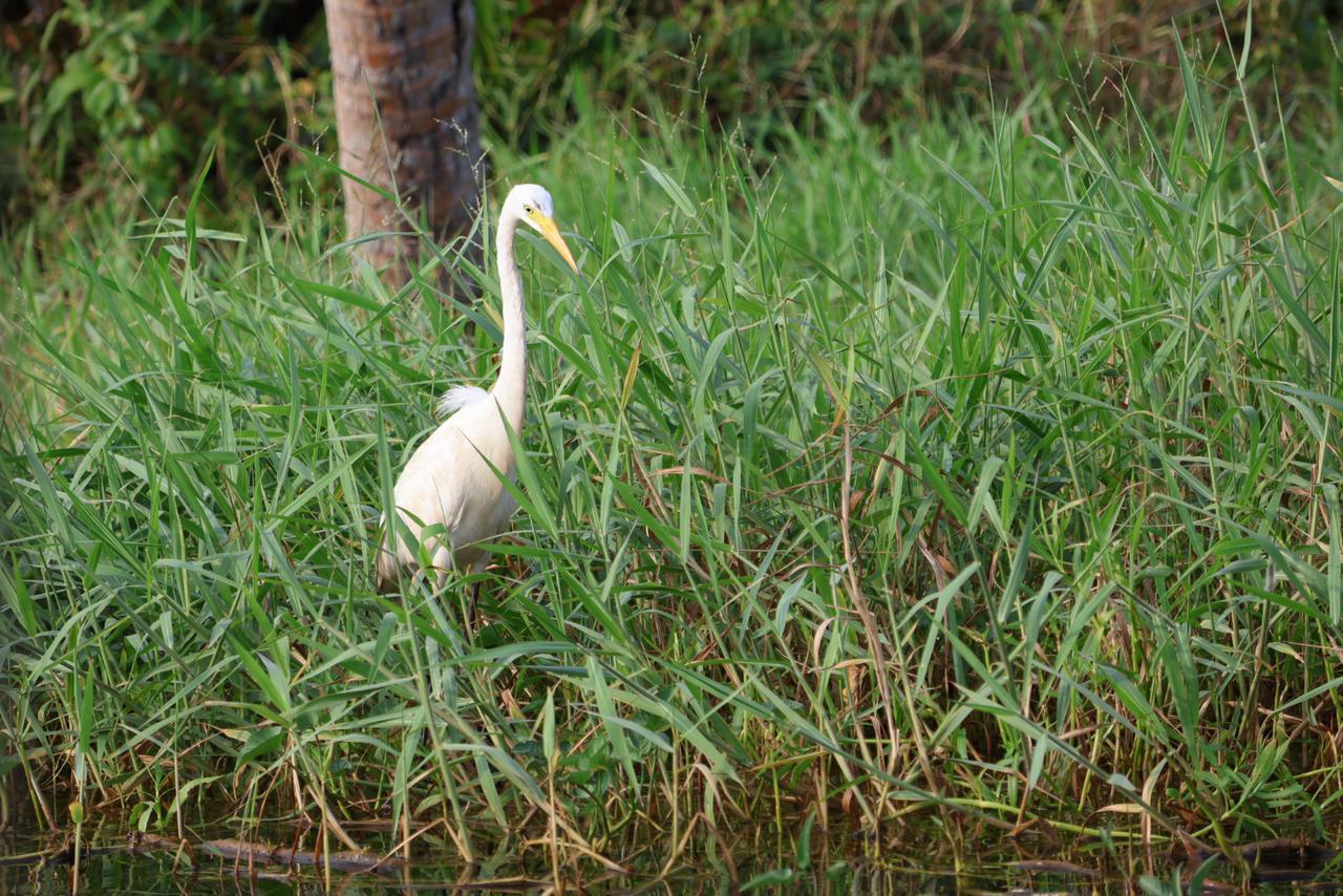 Egret Bird