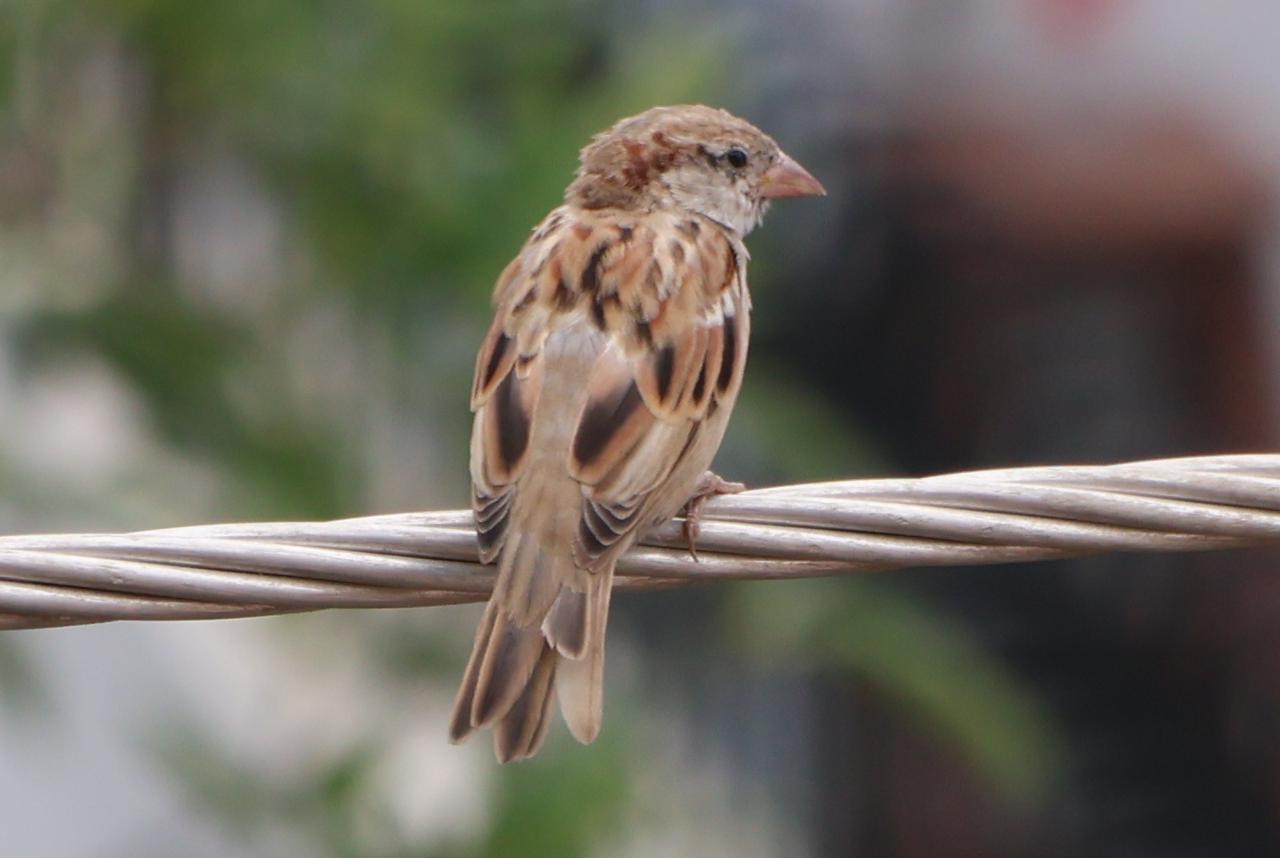 House Sparrow