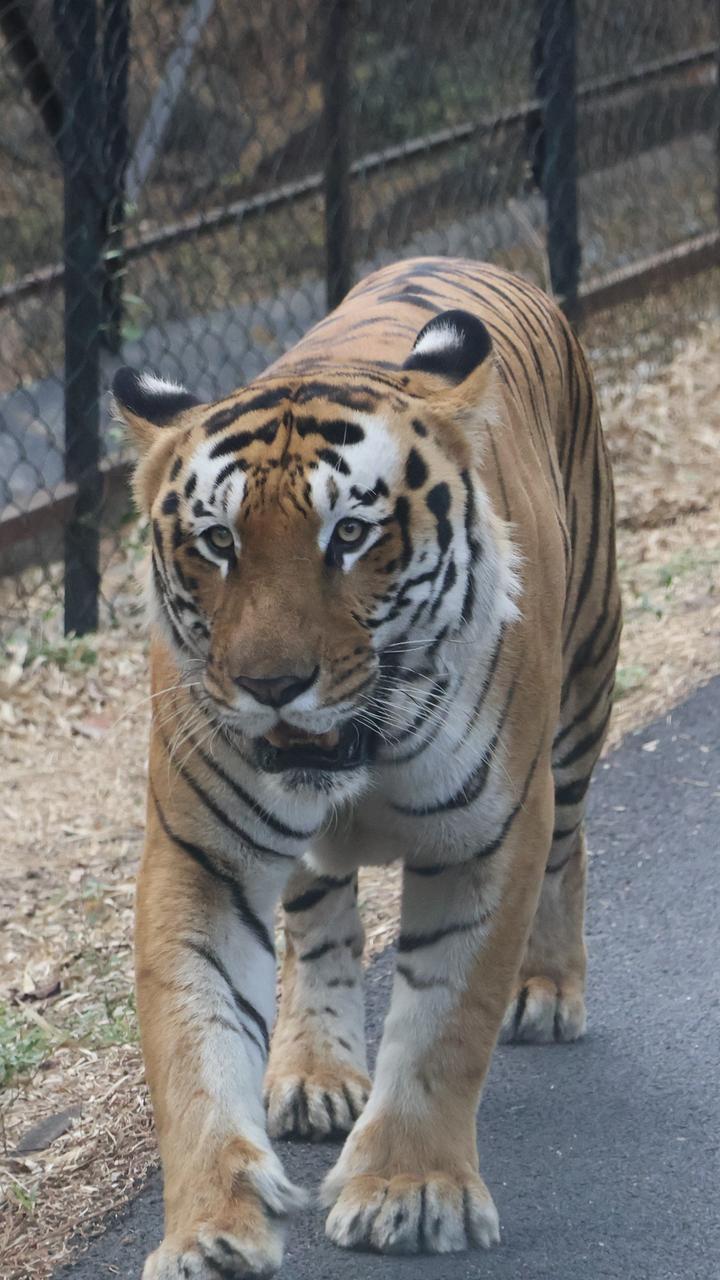 Indian Tiger photograph