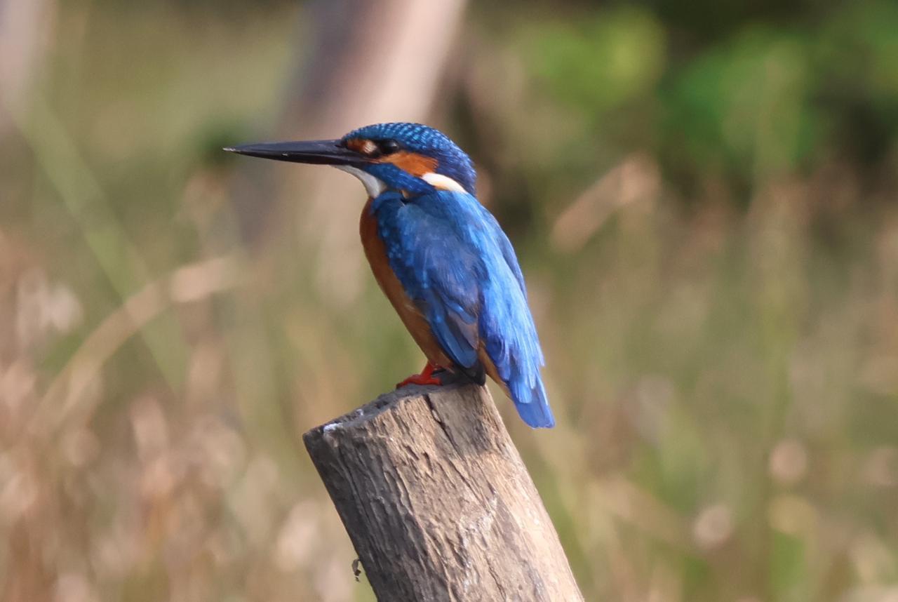 Kingfisher Bird