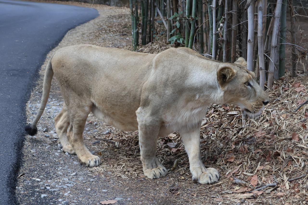 Lioness